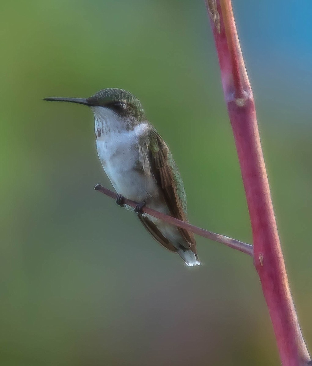 Colibri à gorge rubis - ML646568998