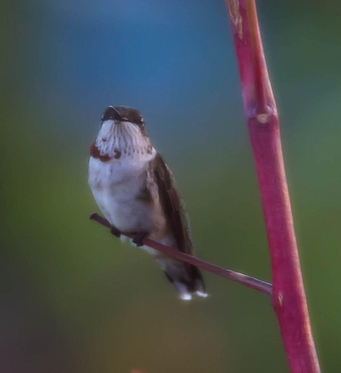 Colibri à gorge rubis - ML646568999