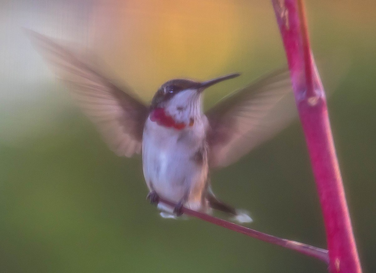 Colibri à gorge rubis - ML646569000