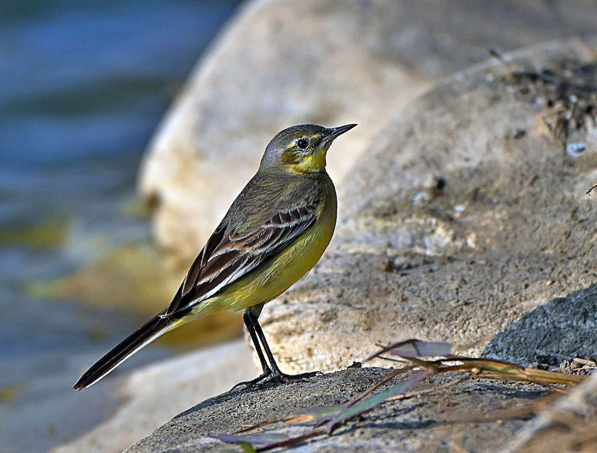 Citrine Wagtail - ML646569005