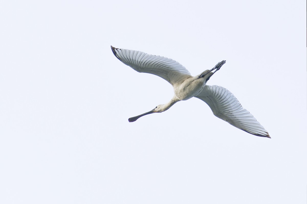 kolpík bílý - ML646569006