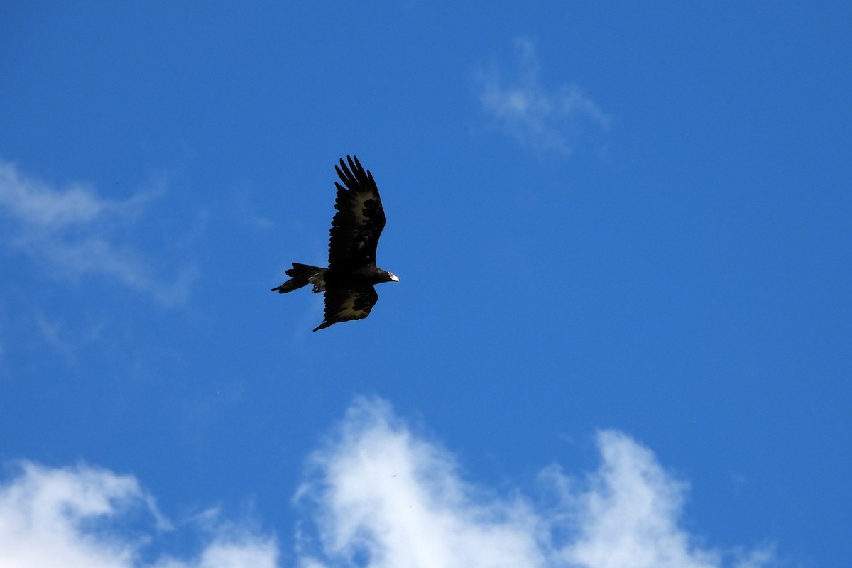Wedge-tailed Eagle - ML646569009