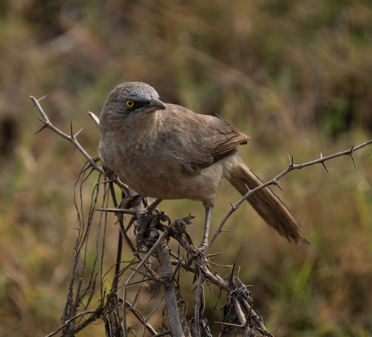 Large Gray Babbler - ML646569011