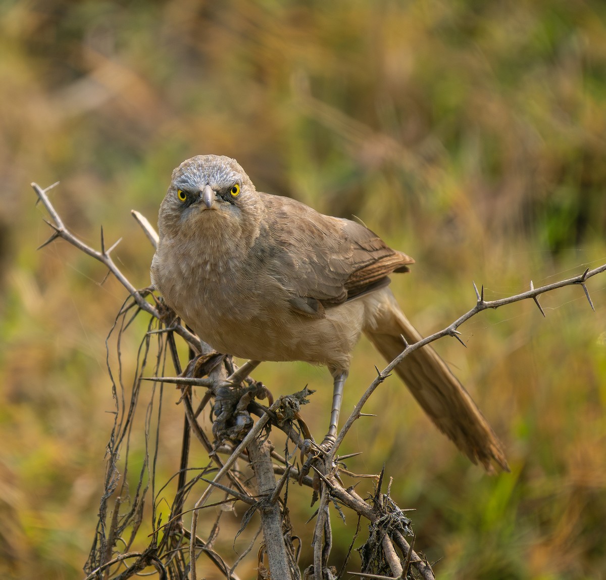 Large Gray Babbler - ML646569012