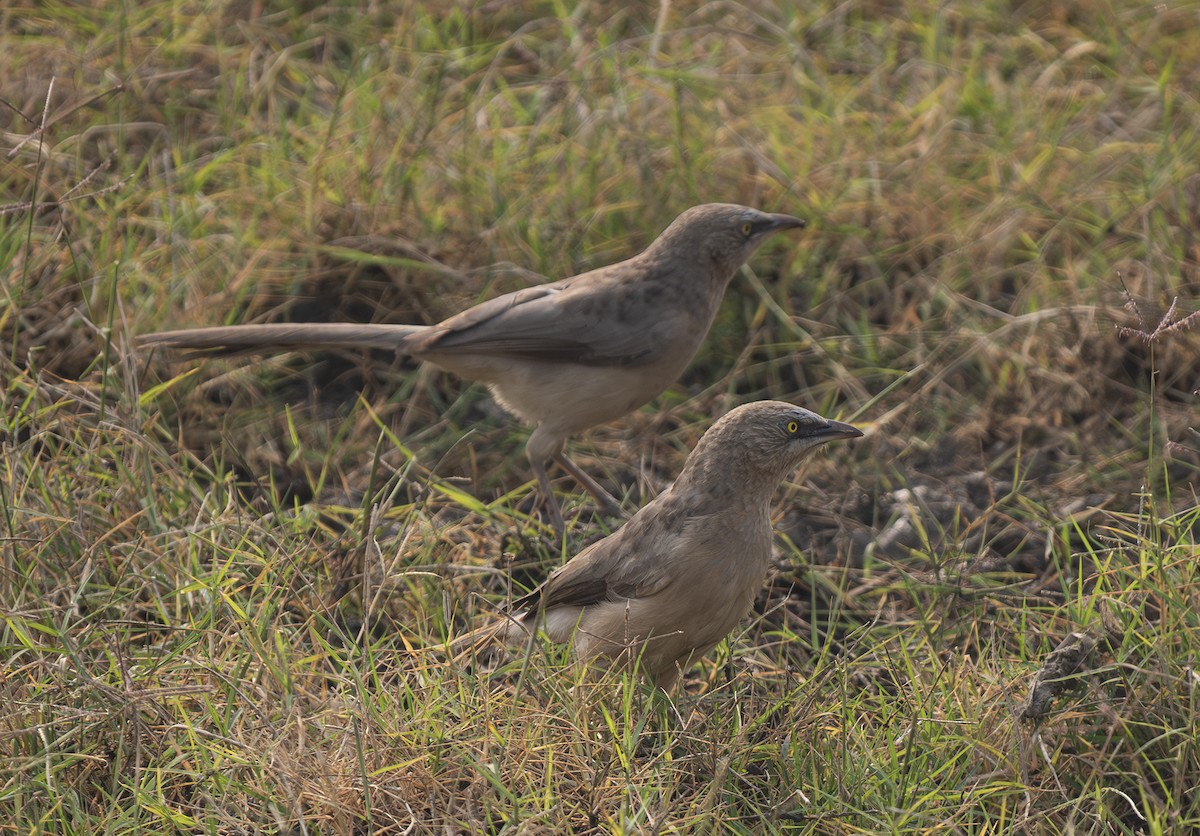 Large Gray Babbler - ML646569013