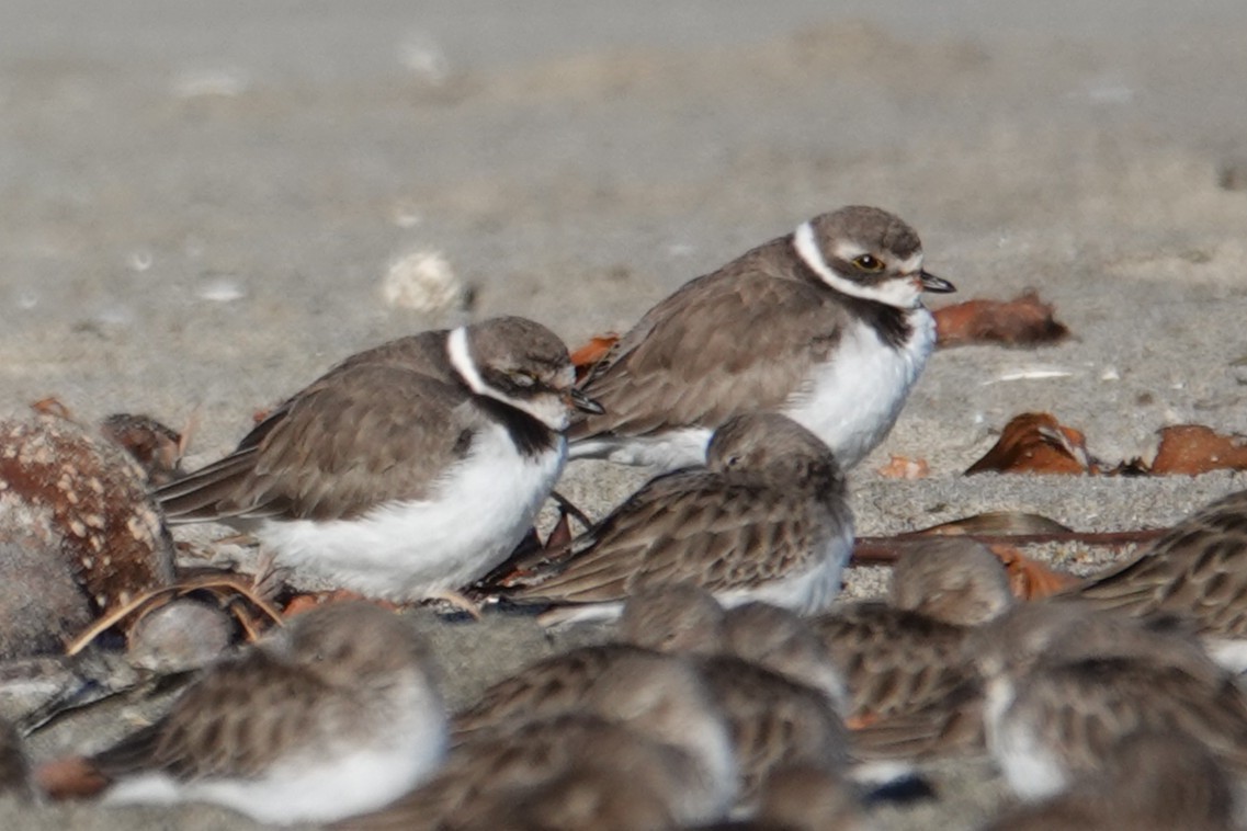 Semipalmated Plover - ML646569014