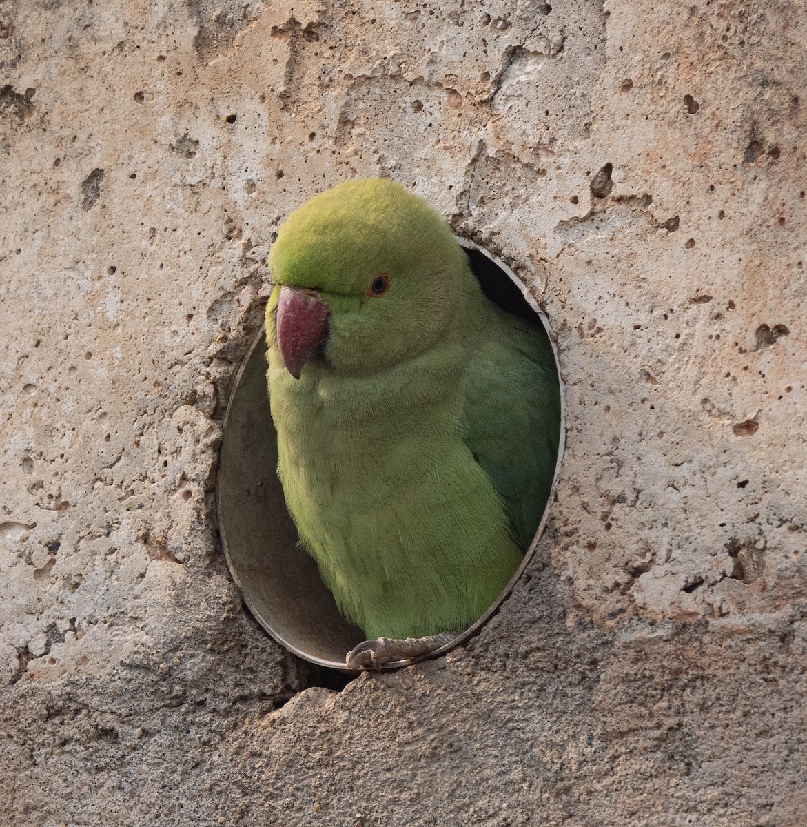 Rose-ringed Parakeet - ML646569022