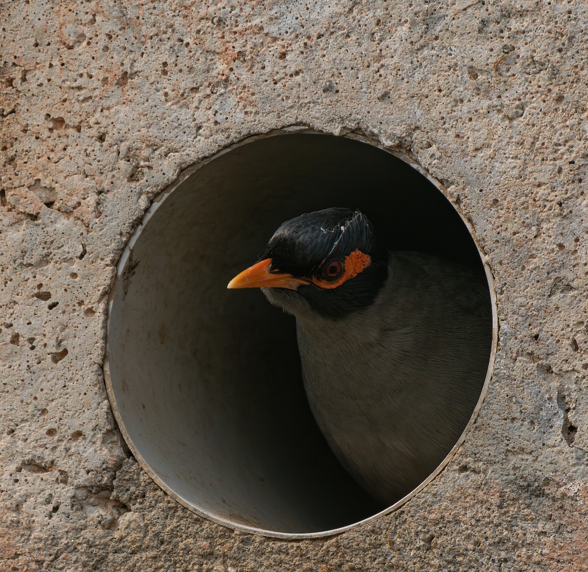 Bank Myna - ML646569025