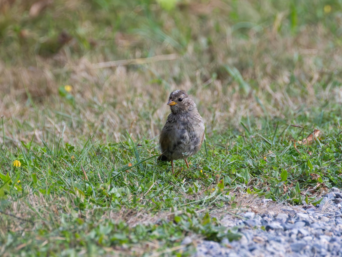 Dachsammer - ML646569026