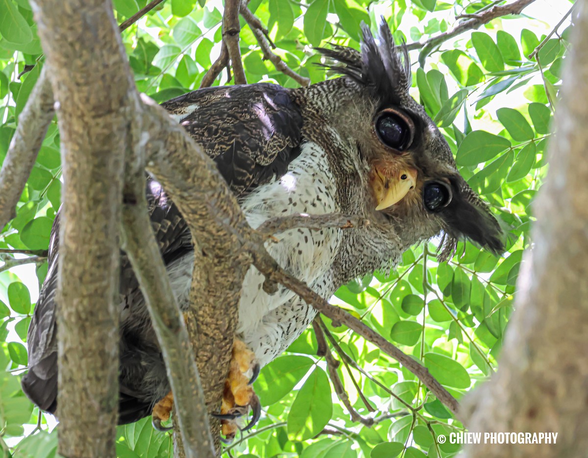 マレーワシミミズク - ML646569027