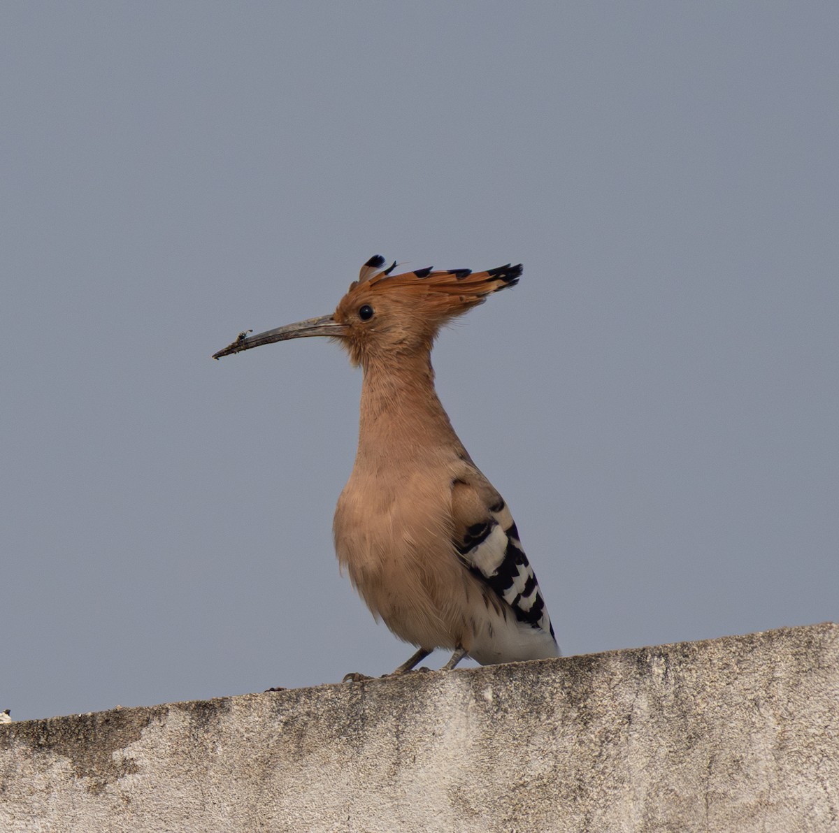 Common Hoopoe - ML646569035