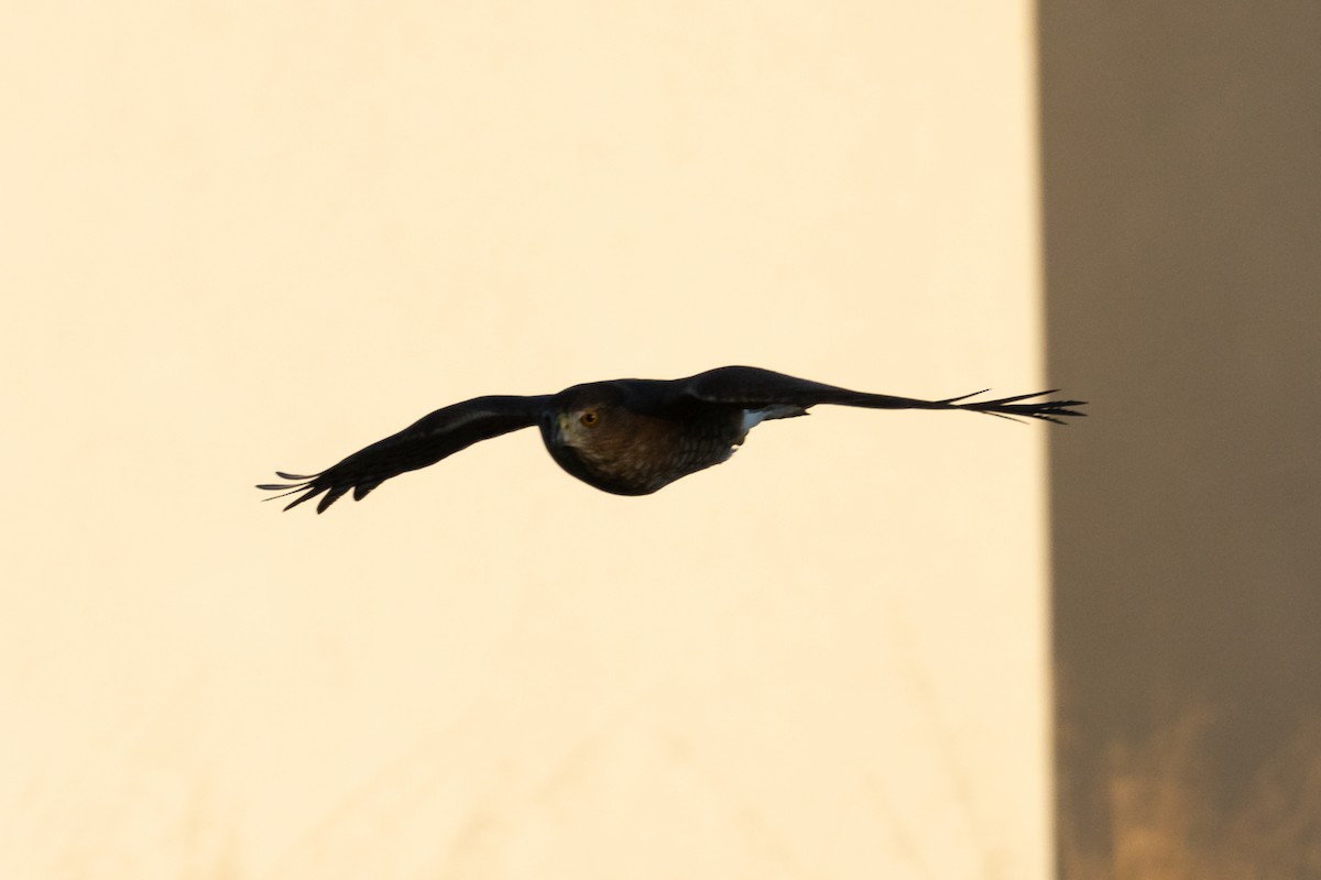 Яструб чорноголовий - ML646569040