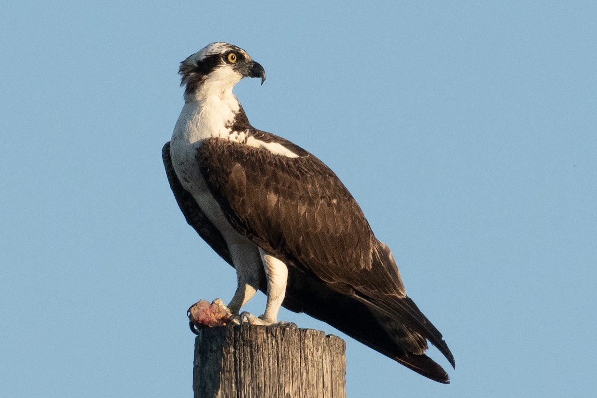Osprey - ML646569042