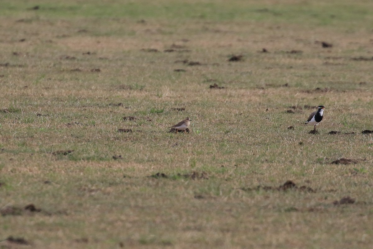 Banded Lapwing - ML646569043