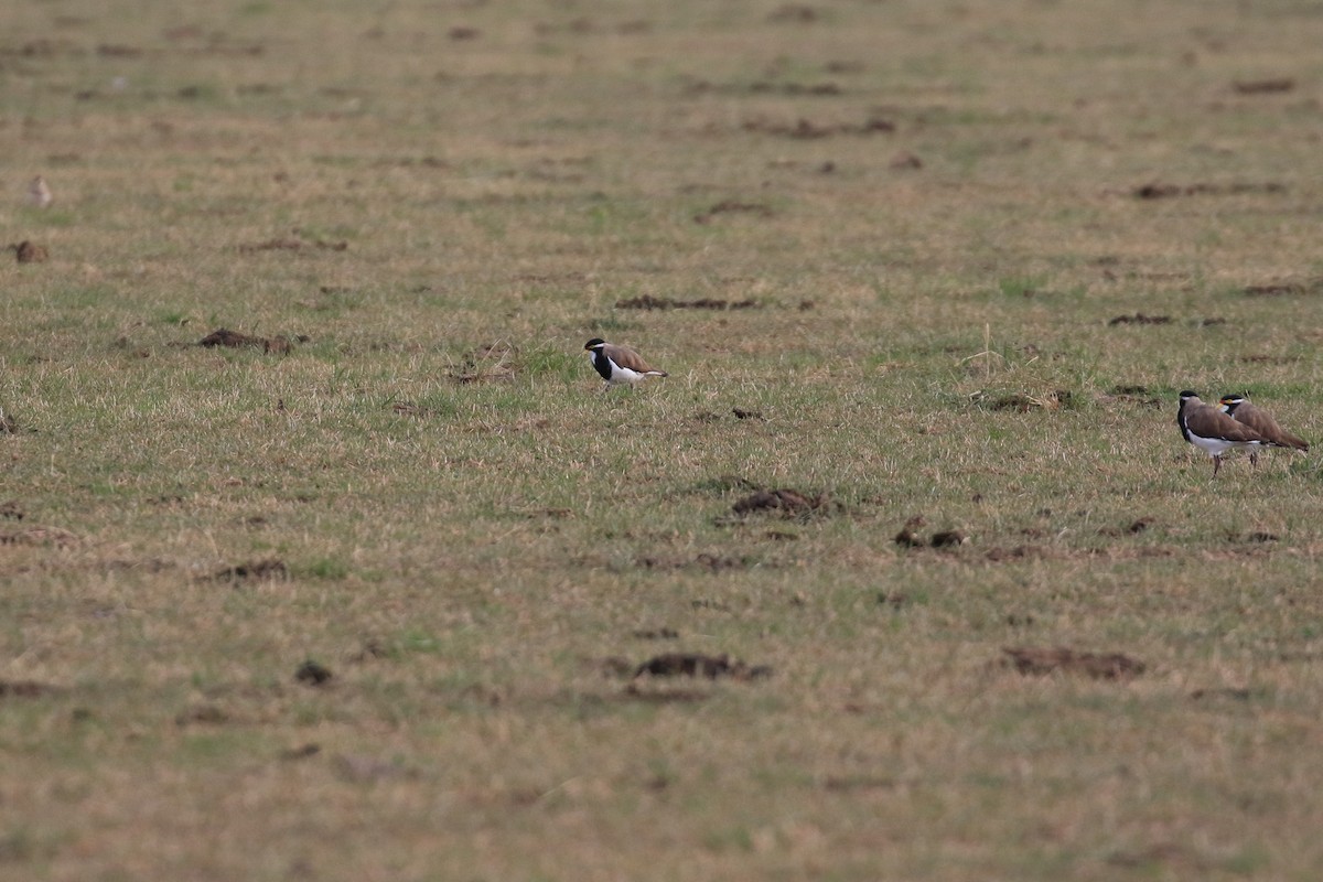Banded Lapwing - ML646569044