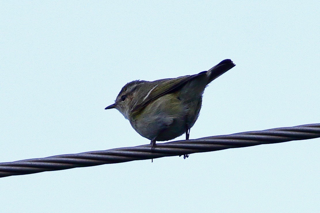 Hume's Warbler - ML646569051
