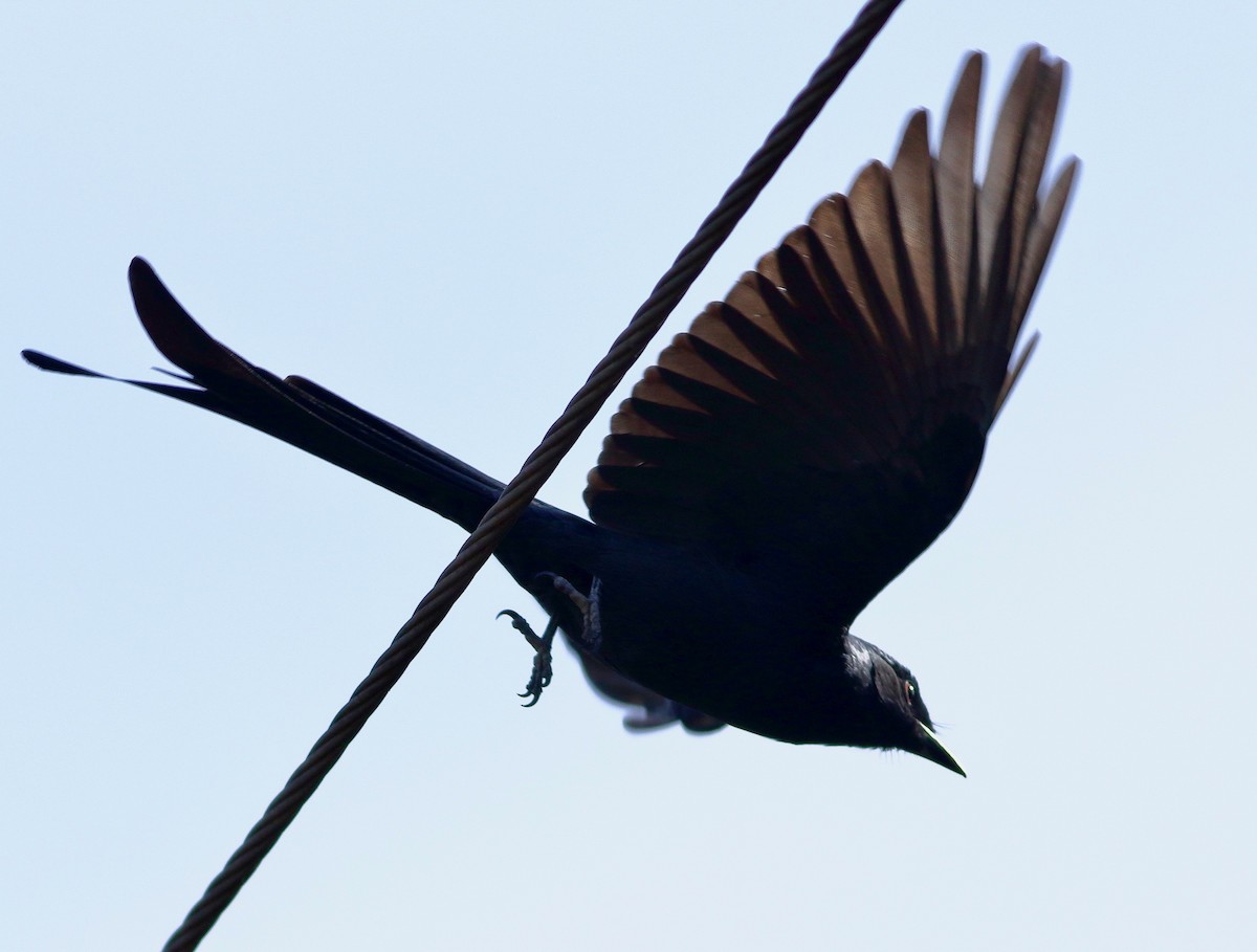 Ashy Drongo - ML646569057