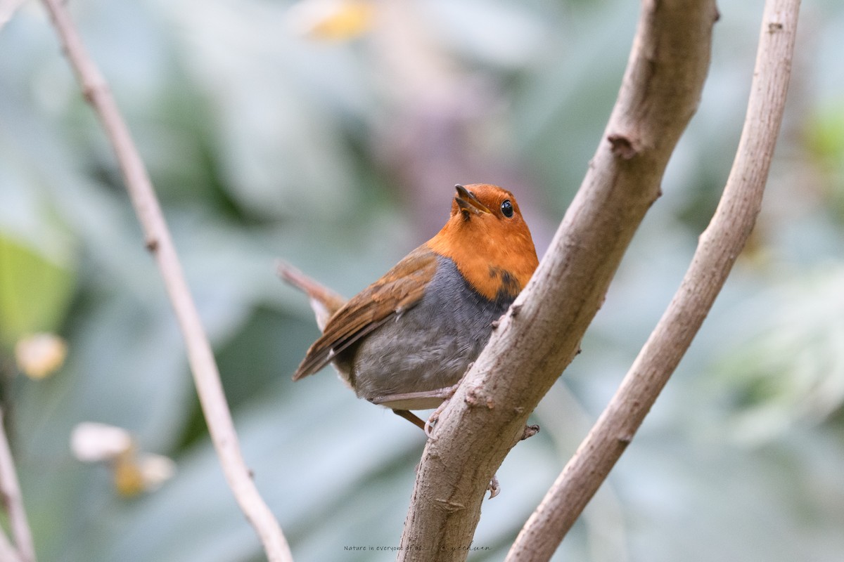 Japanese Robin - ML646569058