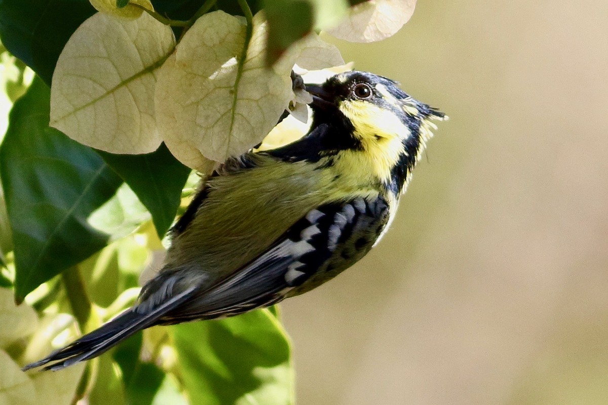 Indian Yellow Tit - ML646569063