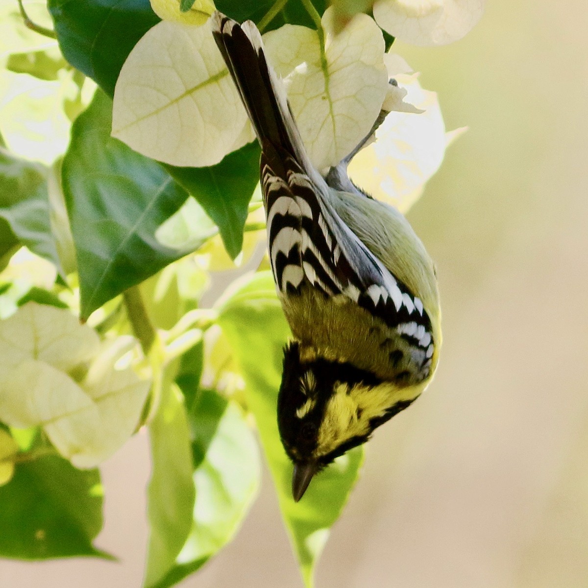 Indian Yellow Tit - ML646569064