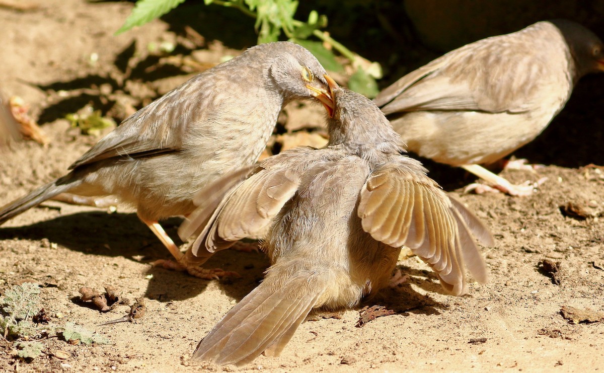 Jungle Babbler - ML646569068