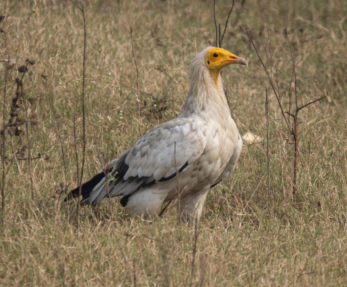 Sai zuria - ML646569071