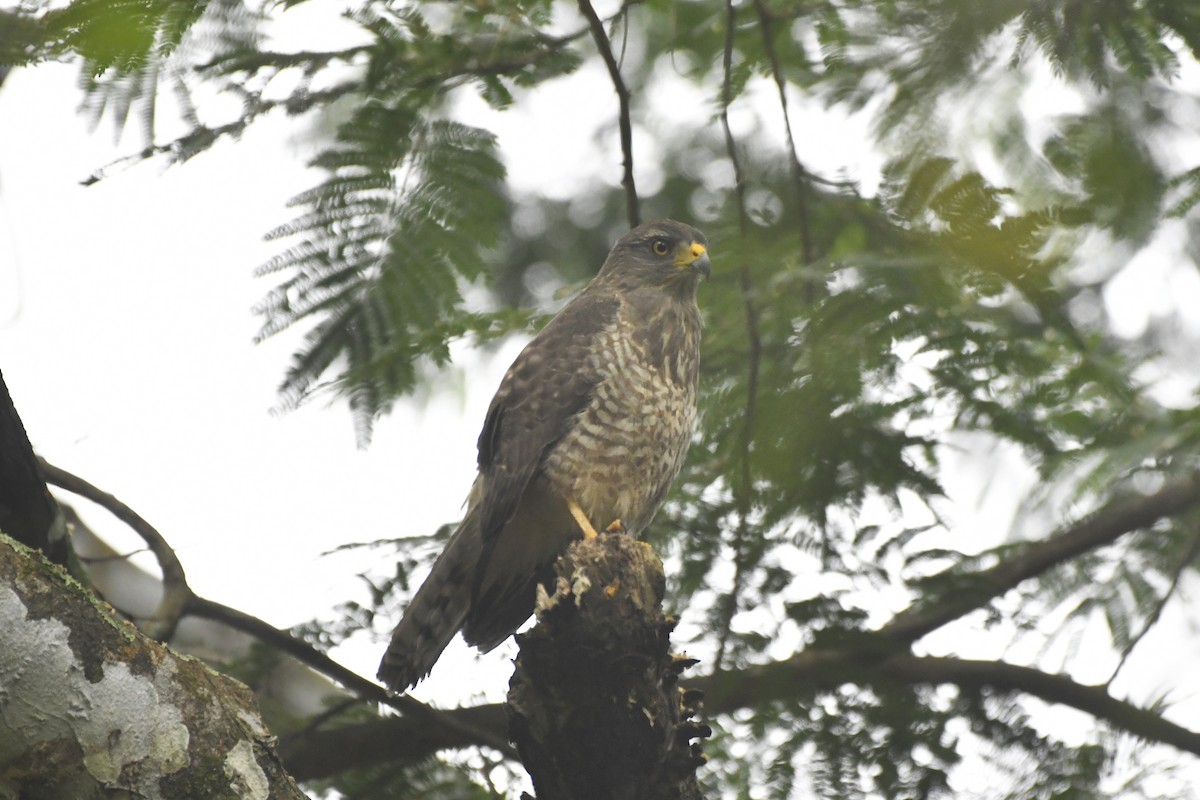 káně krahujová [skupina magnirostris] - ML646569074