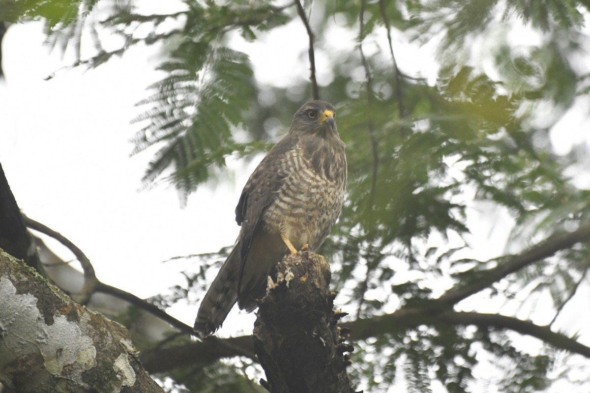 káně krahujová [skupina magnirostris] - ML646569075