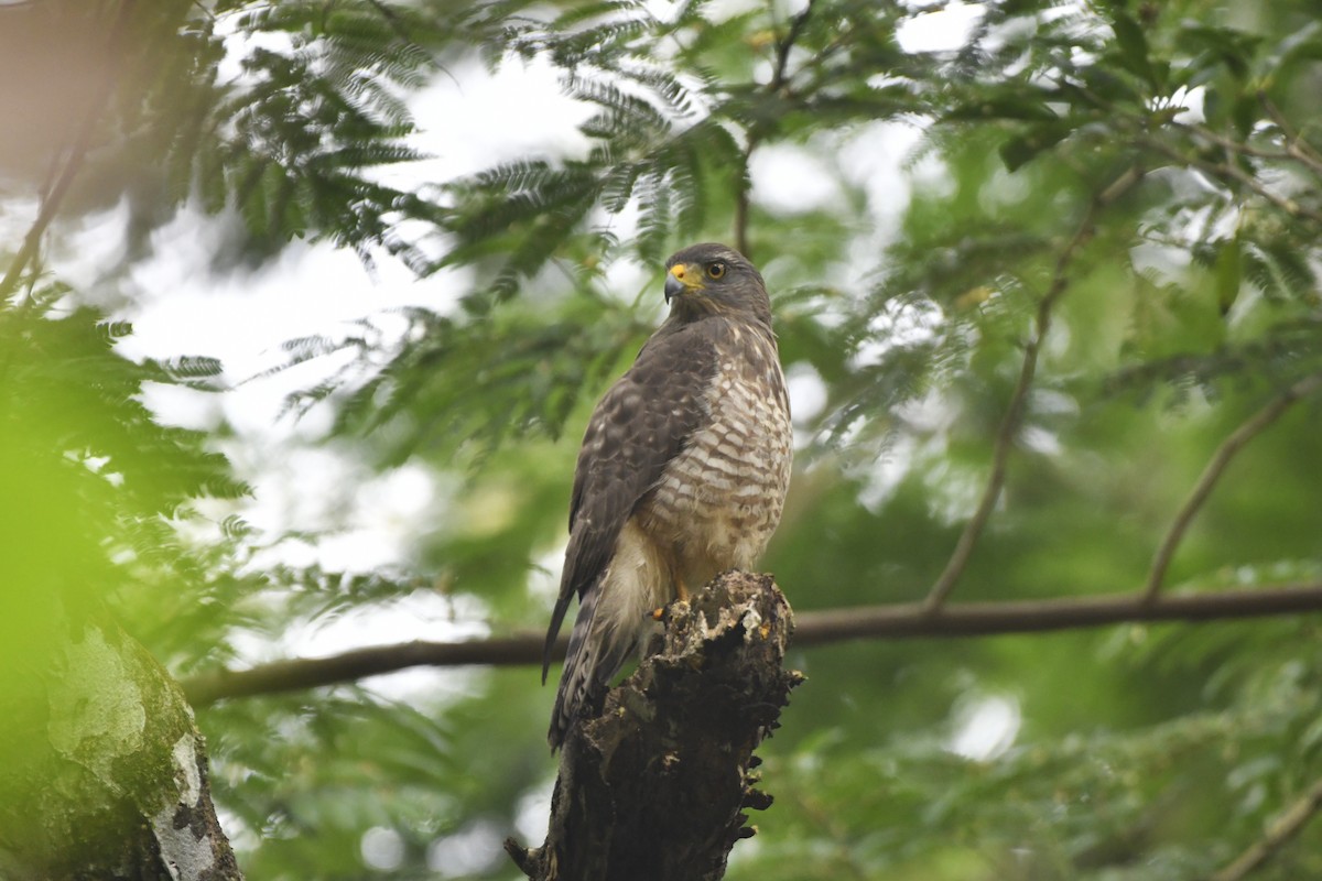 káně krahujová [skupina magnirostris] - ML646569076