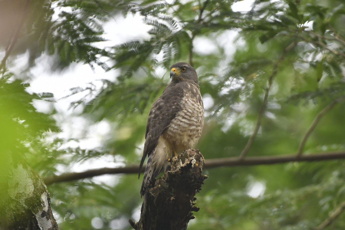 káně krahujová [skupina magnirostris] - ML646569077