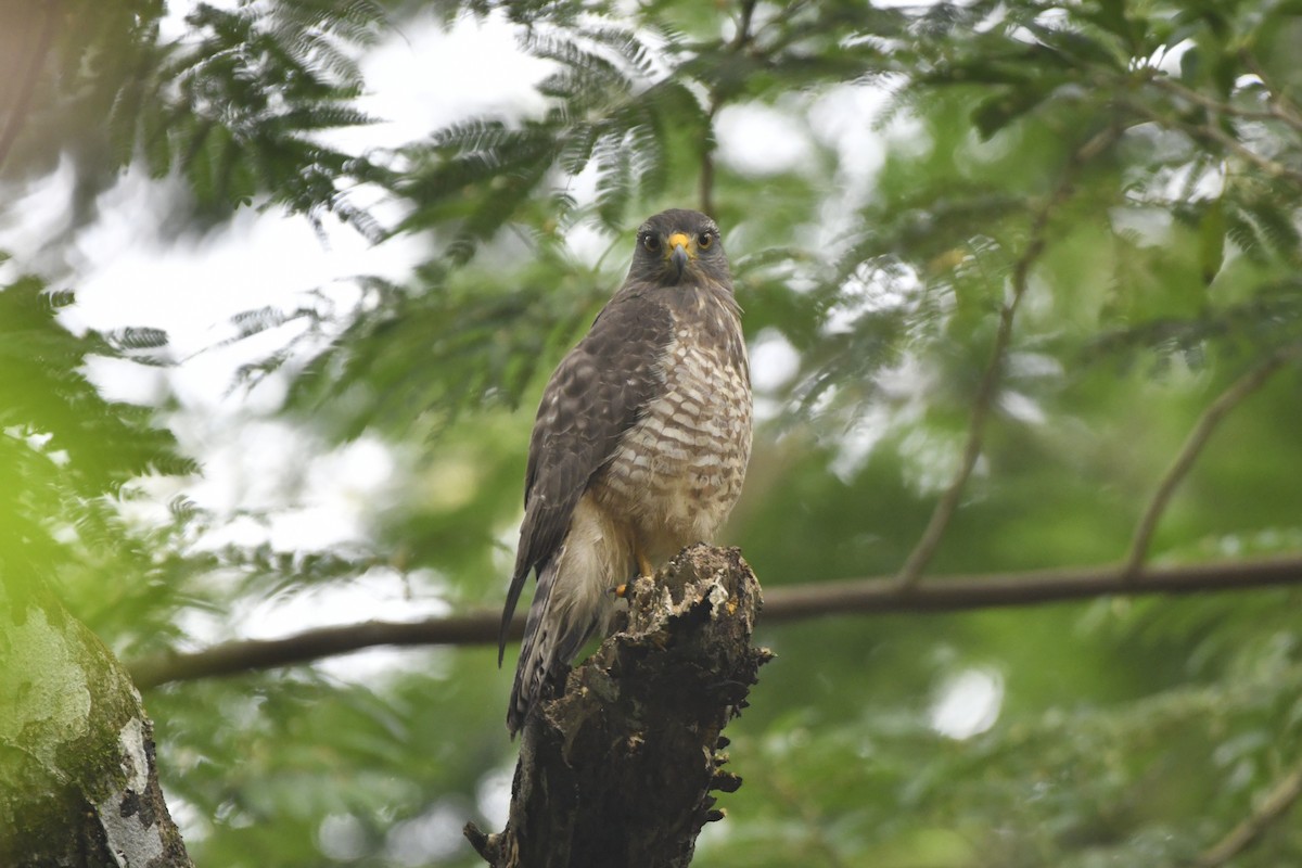 káně krahujová [skupina magnirostris] - ML646569078