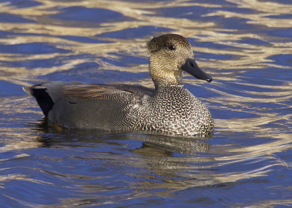 Gadwall - ML646569079