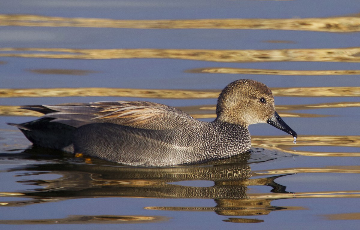 Gadwall - ML646569080