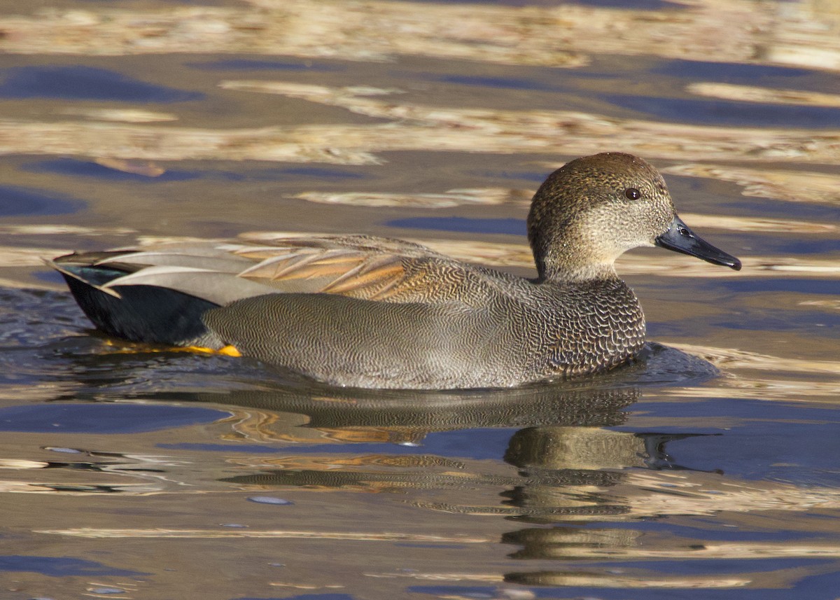 Gadwall - ML646569081