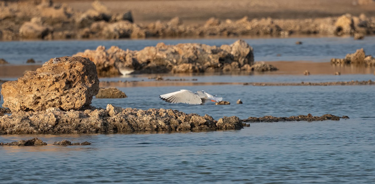 Antxeta mokozorrotza - ML646569089