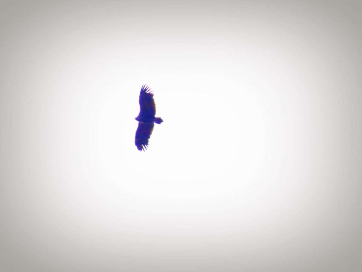 sup hnědý - ML646569091