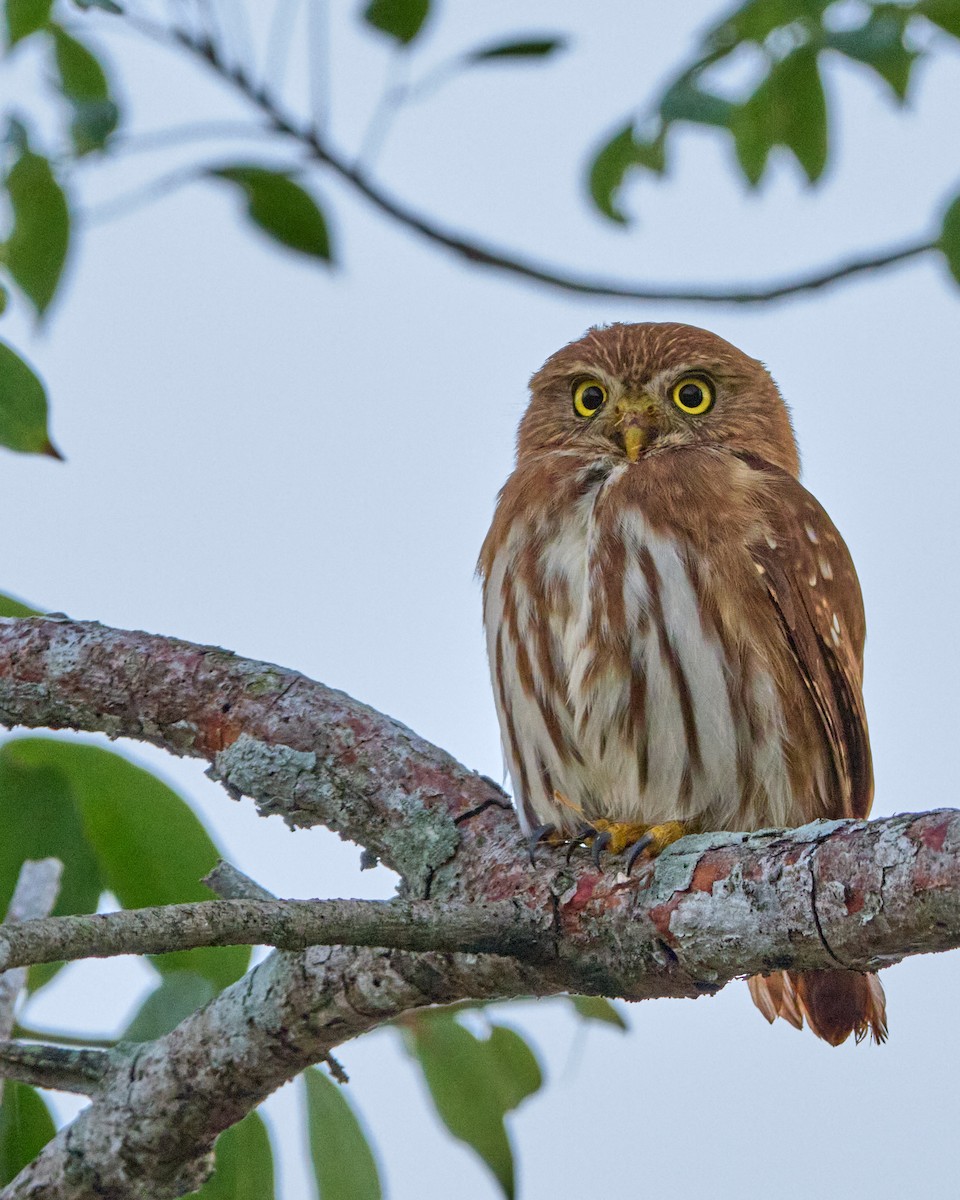 Ferruginous Pygmy-Owl - ML646569097