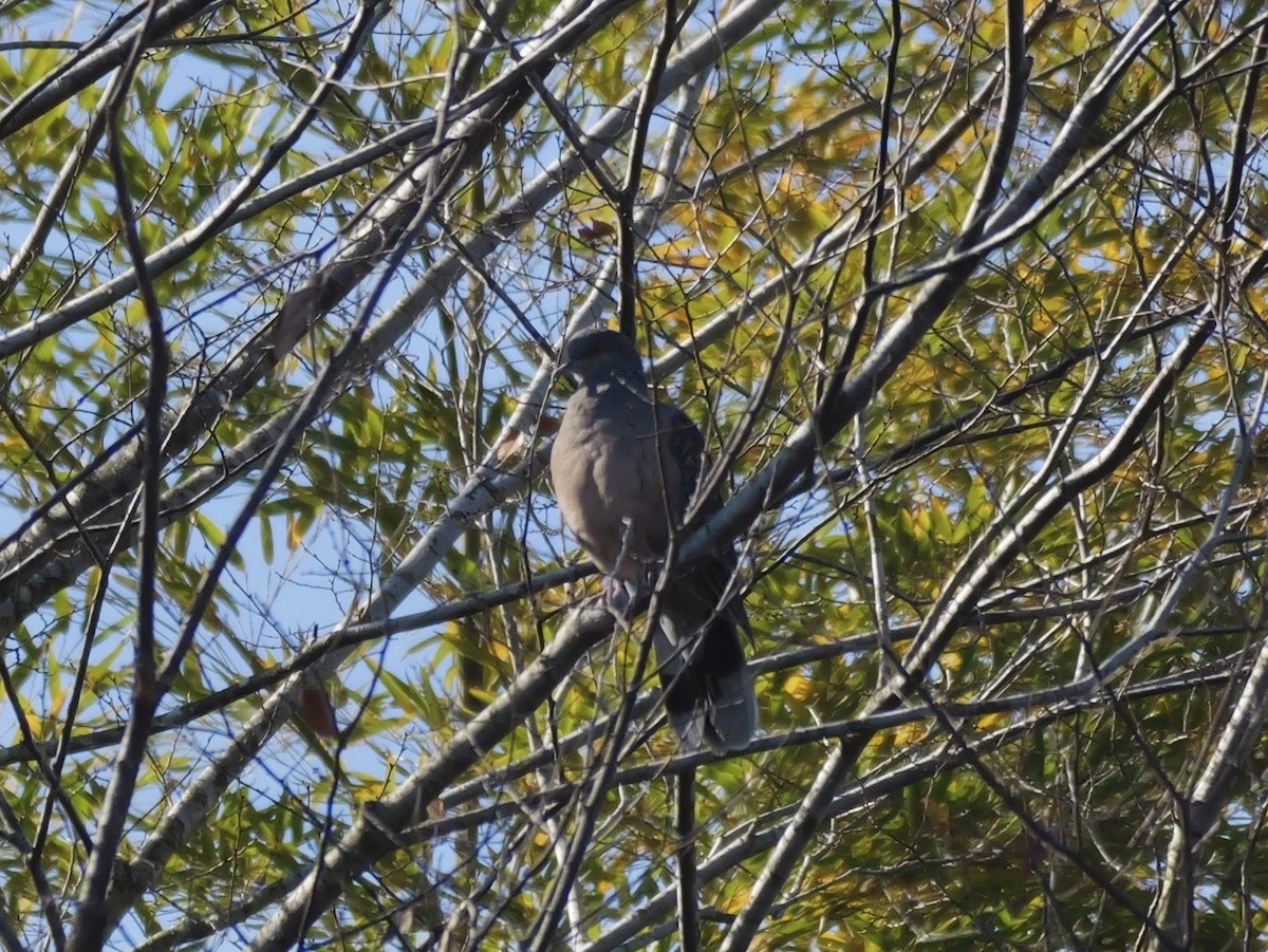 Oriental Turtle-Dove - ML646569099