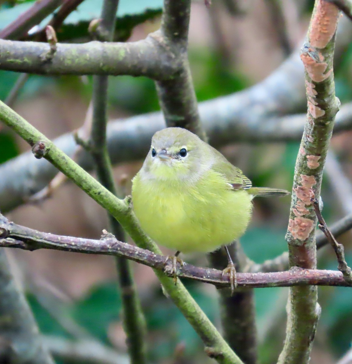 Orange-crowned Warbler (orestera) - ML646569111