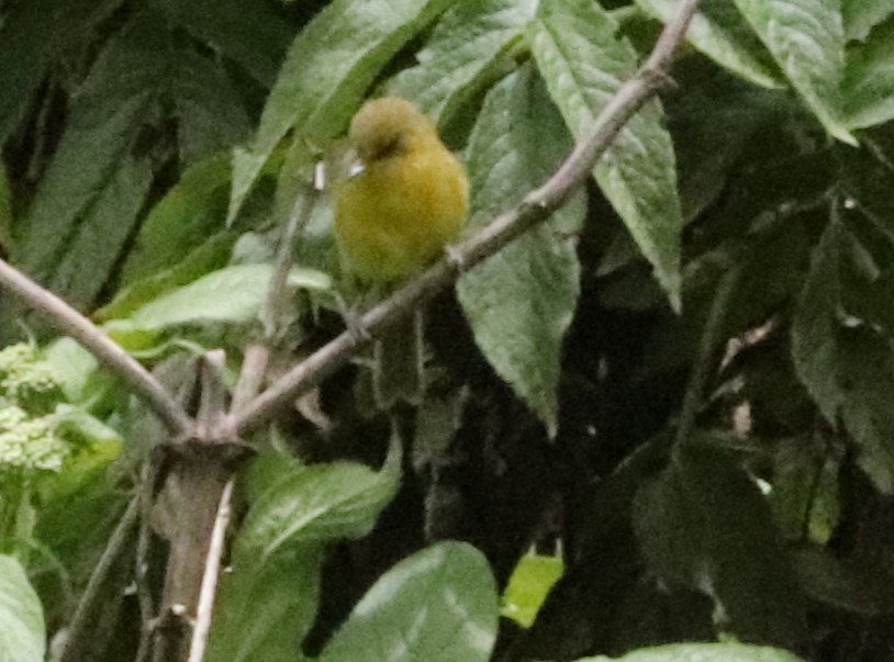 Бамбуковая бормотушка - ML646569116