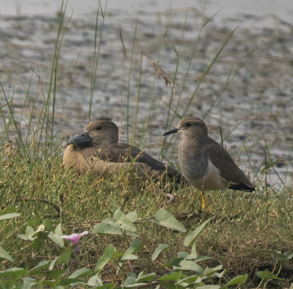 White-tailed Lapwing - ML646569117