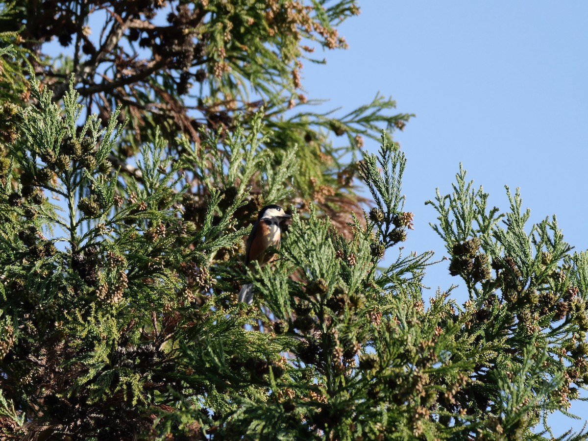 Varied Tit - ML646569130