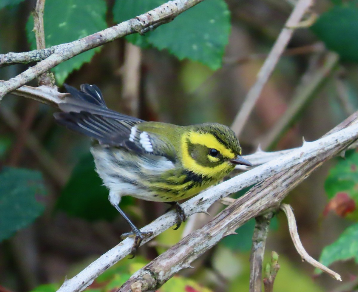 Townsend's Warbler - ML646569132
