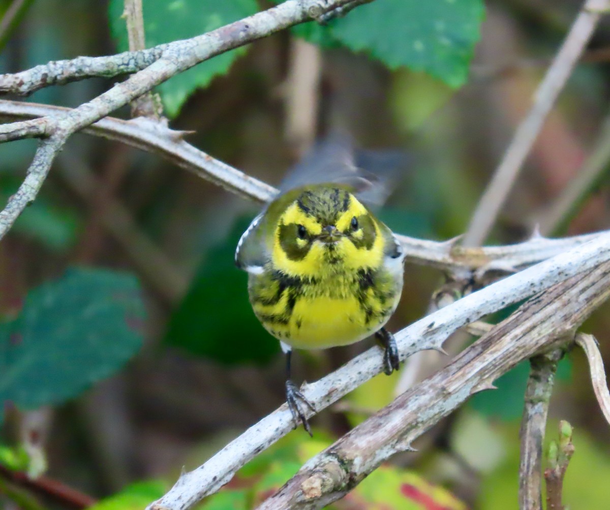 Townsend's Warbler - ML646569133