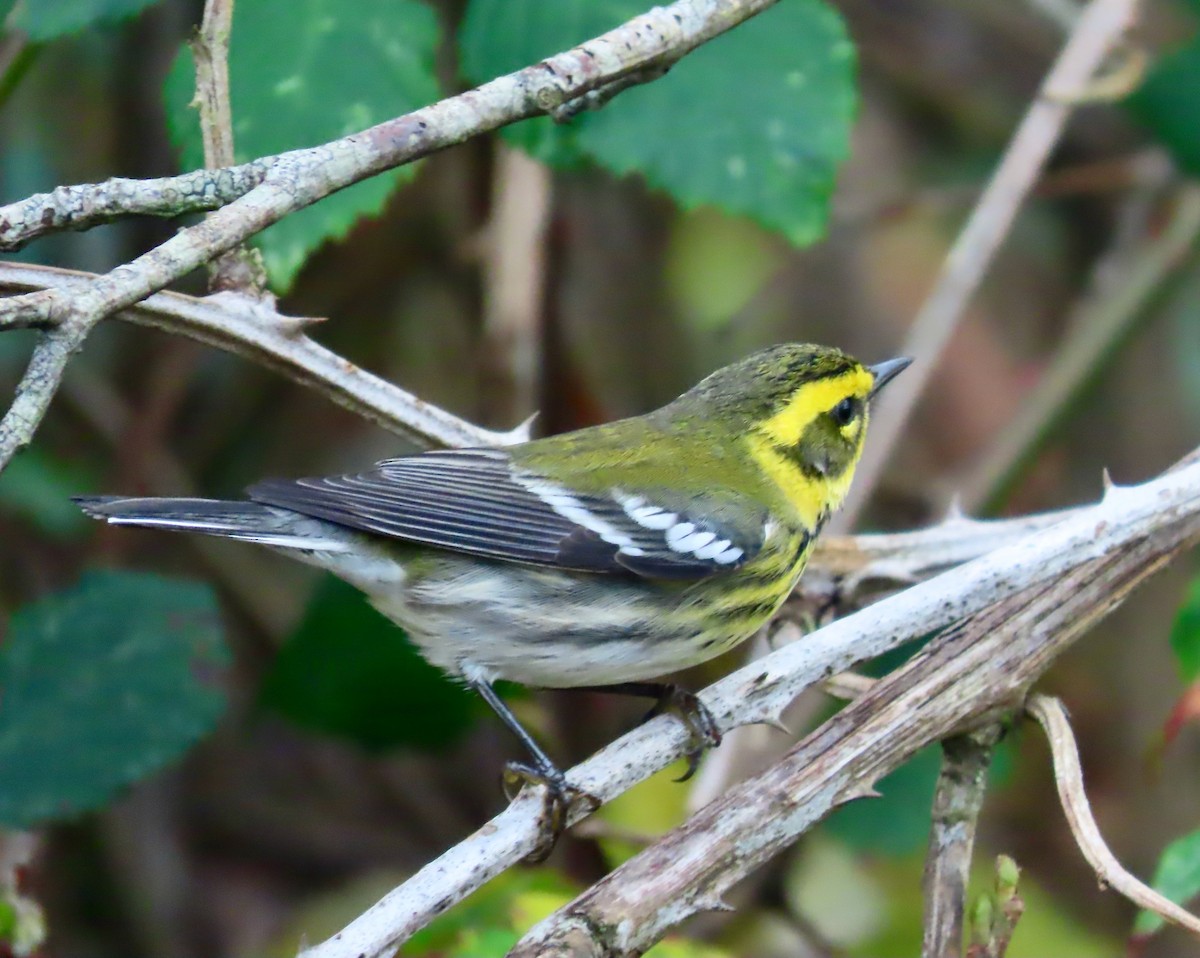Townsend's Warbler - ML646569134