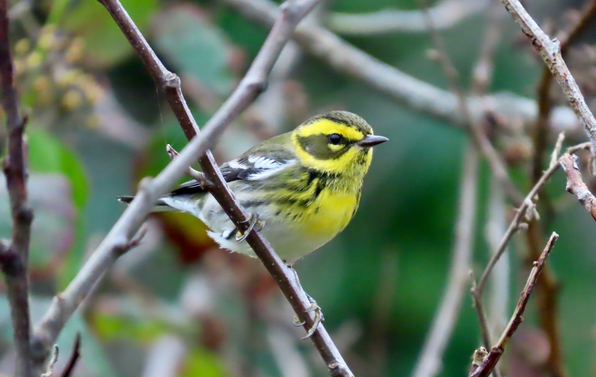 Townsend's Warbler - ML646569135