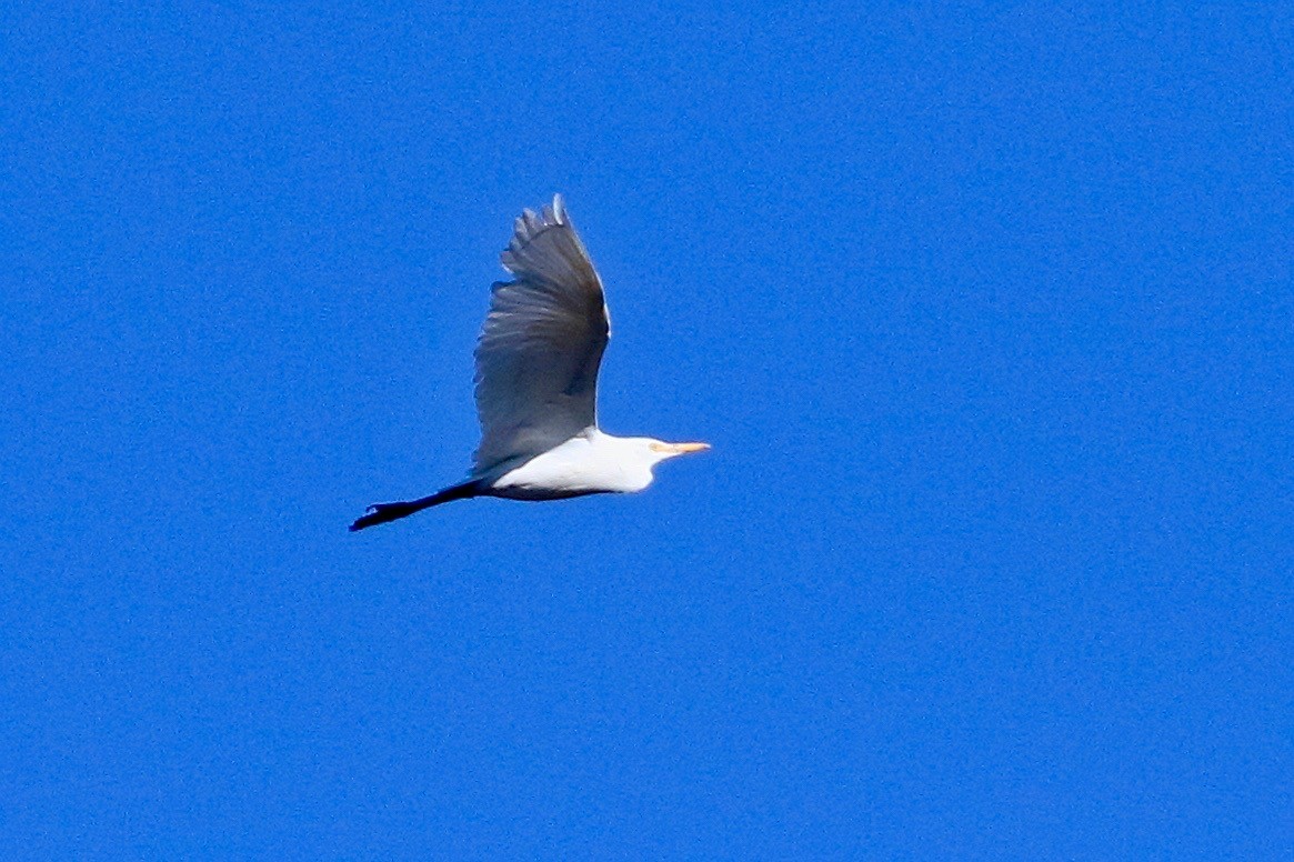 Great Egret - ML646569136