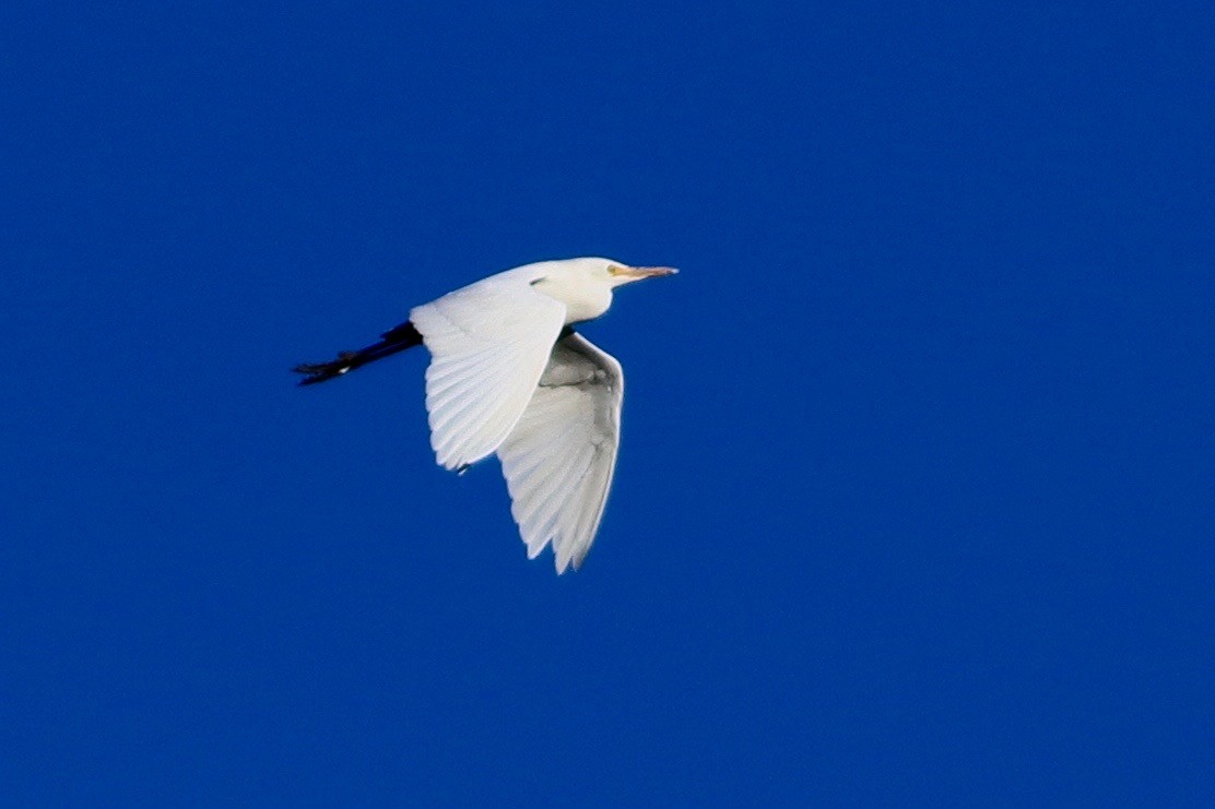 Great Egret - ML646569137