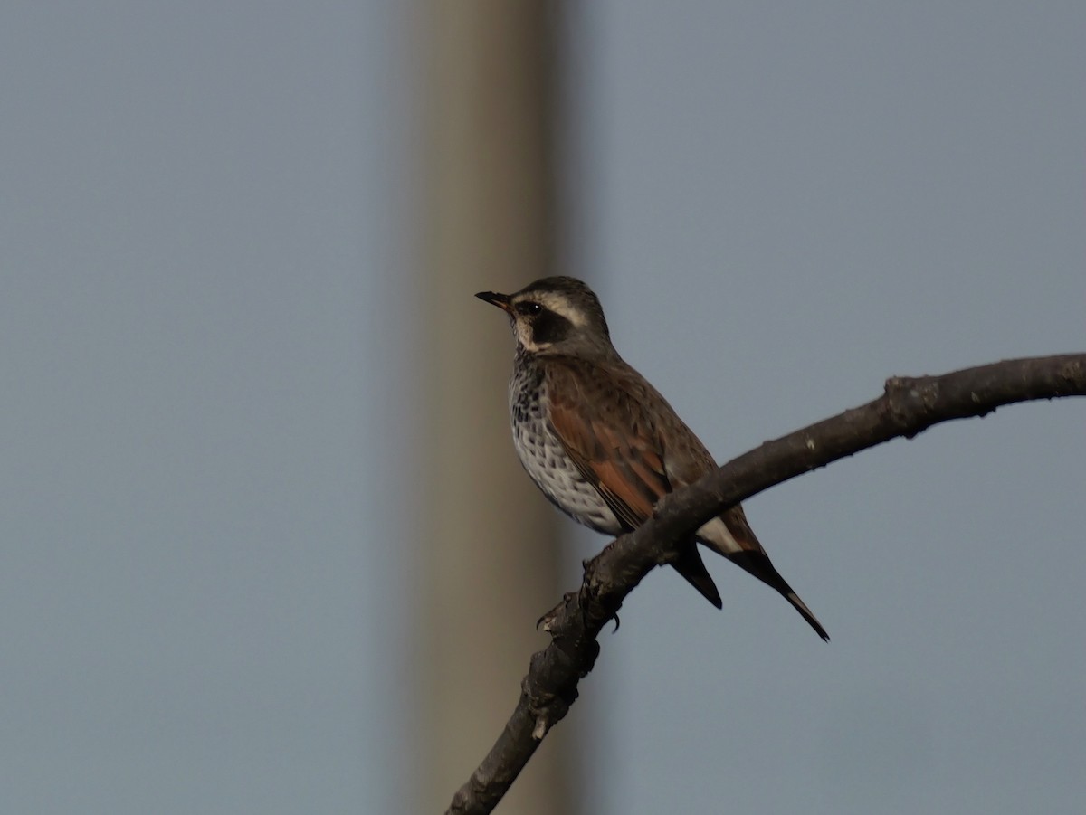 斑點鶇 - ML646569146