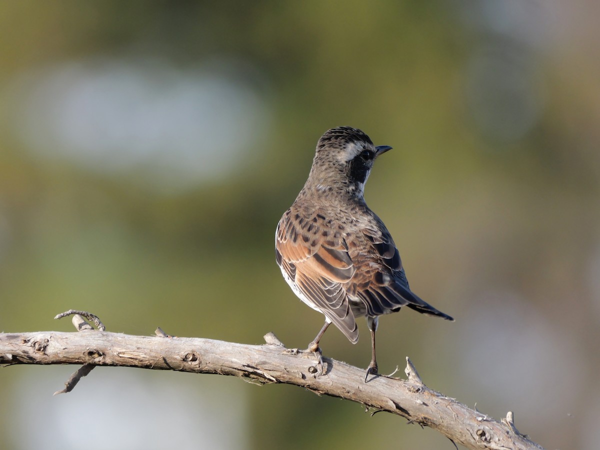 svartflekktrost - ML646569147